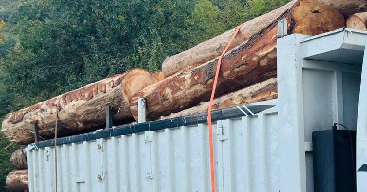 Bolu’da ormanda kaçak ağaç kesiminde 4 tutuklama